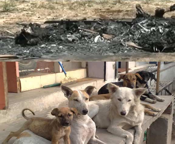 Dogs killed in chennai